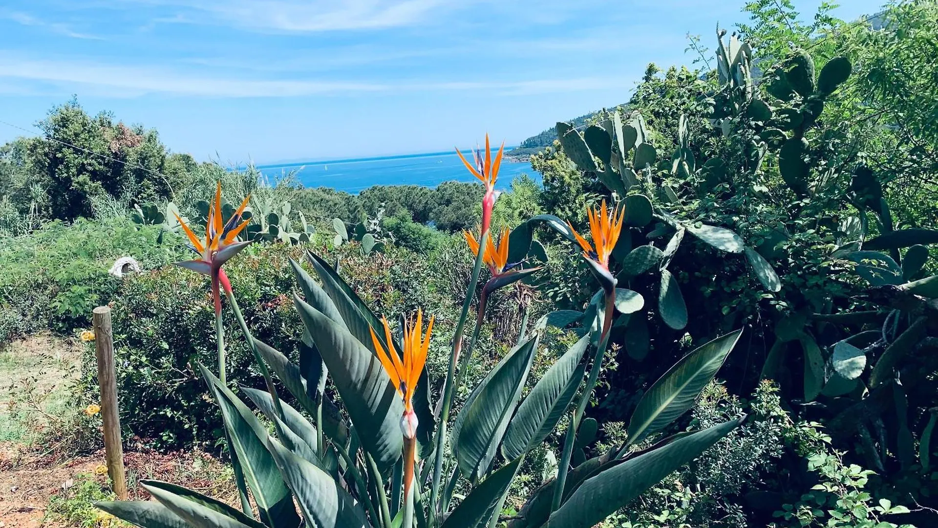 Case Dei Limoni Sul Mare Capoliveri  Holiday home